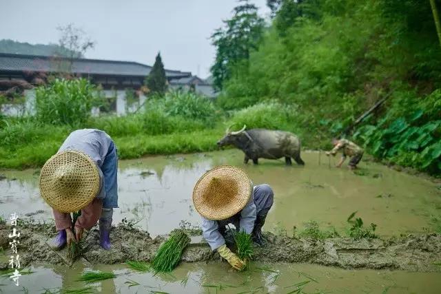 曹山僧众插秧丨道在自己手上,要自己领悟